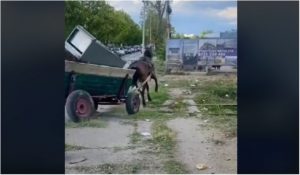 poliția locală