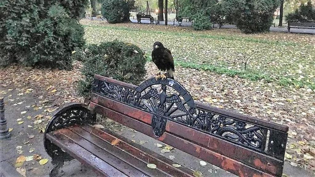 Eșec în alungarea ciorilor din Parcul Cișmigiu: Aparatele de speEșec în alungarea ciorilor din Parcul Cișmigiu: Aparatele de speriat păsările nu dau rezultate, oamenii se simt terorizațiriat păsările nu dau rezultate, oamenii se simt terorizați