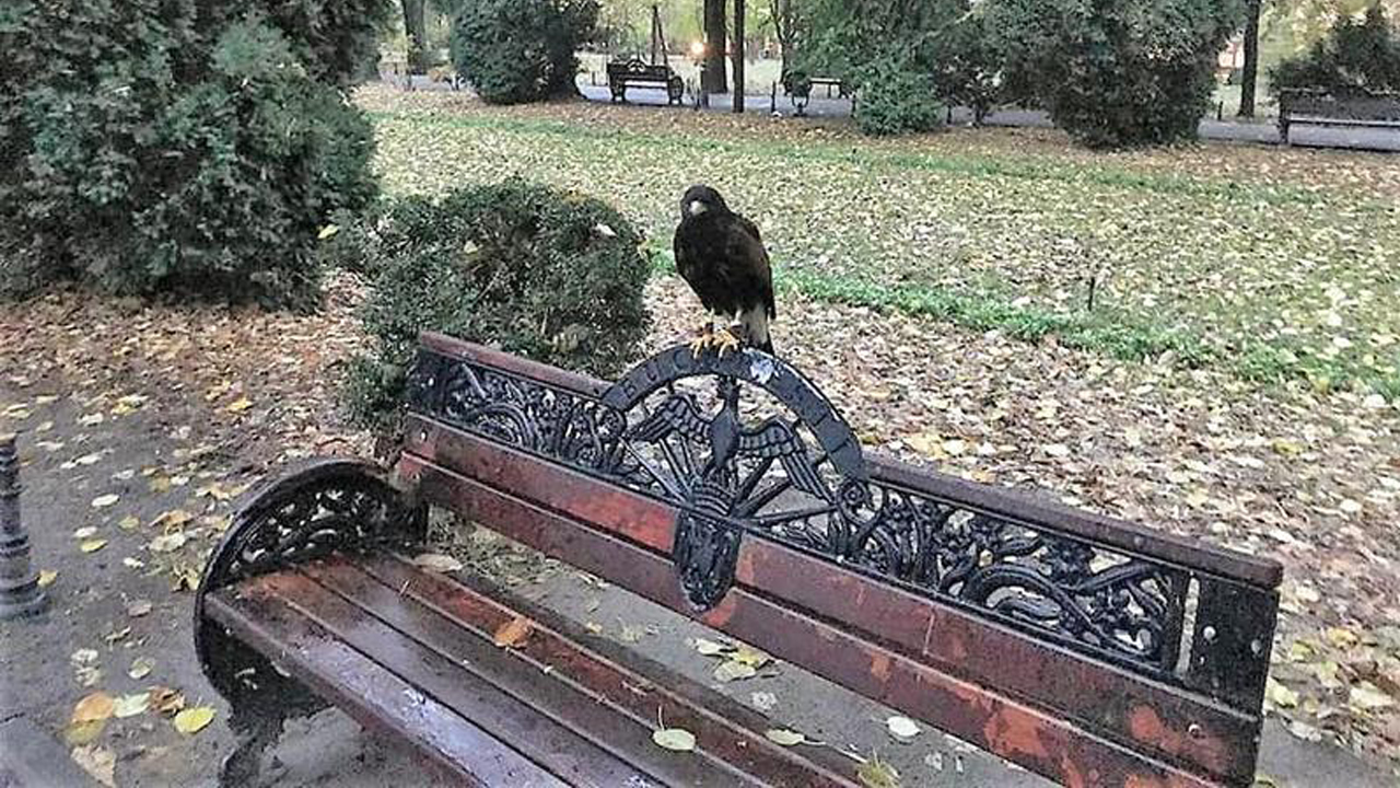 Eșec în alungarea ciorilor din Parcul Cișmigiu: Aparatele de speEșec în alungarea ciorilor din Parcul Cișmigiu: Aparatele de speriat păsările nu dau rezultate, oamenii se simt terorizațiriat păsările nu dau rezultate, oamenii se simt terorizați